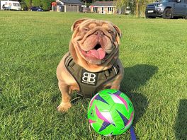 Plenty of fun and space for pets