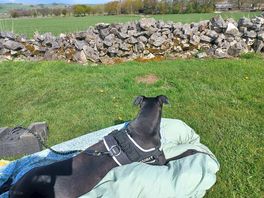 Dog chilling