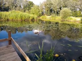 Swans with babies, 3 ponds.