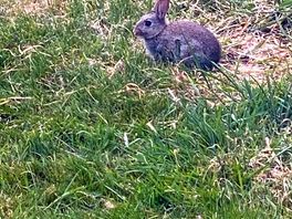 Wildlife