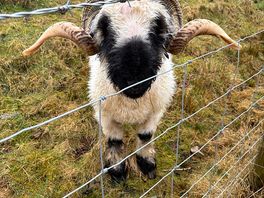 The sheep next to our pod