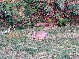 Rabbits on the picnic area.