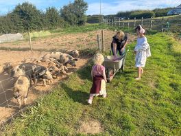 Feeding the piggies their breakfast