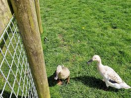 Indian running ducks