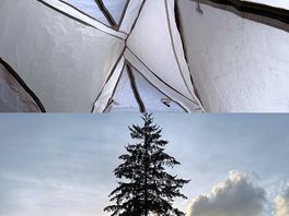Tent roof and site pine