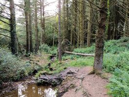 Local walk