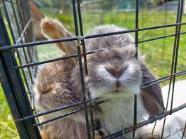 Cutest bunnies