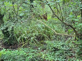 Wood land