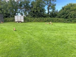 🐓