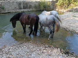 Les chevaux dans la nature.