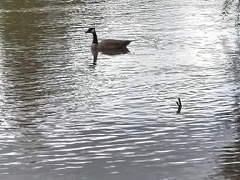 La dordorgne