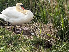 Nesting swan on the campsite access to the lake.