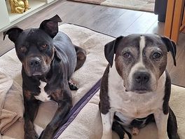 My 2 dogs