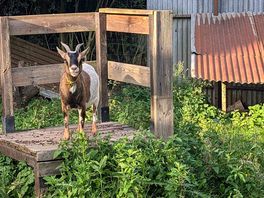 Feeding the goats