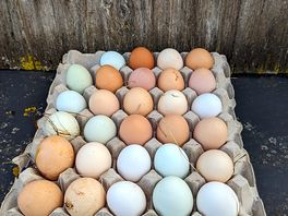 Fresh eggs collected from the henhouses