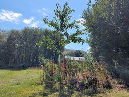 A tree and mountain backdrop towards the central barn.