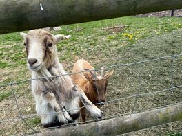 Goats