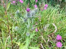 Wildflowers