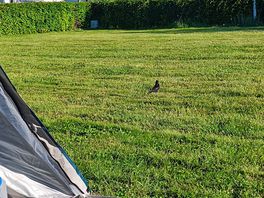 Close to the nature