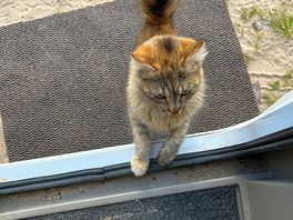 Een van de vele katten