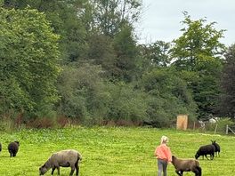 The sheep 🖤