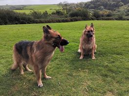 Just because, my gorgeous dog's