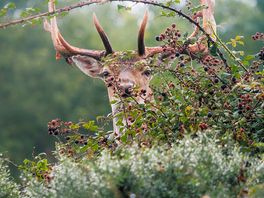 A stag right outside of our van!