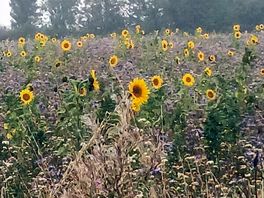 Field at the back of the site.