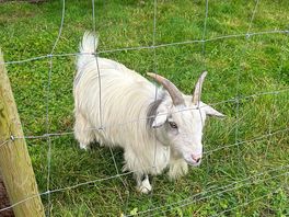 Goat