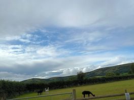 Beautiful views with the great additions of the animals