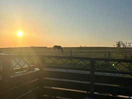 Fields full of horses