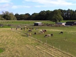 Oww look more alpacas 🦙 🫣