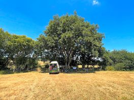 Camping spot under an old oak tree