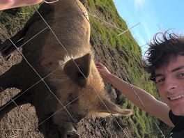 Pig