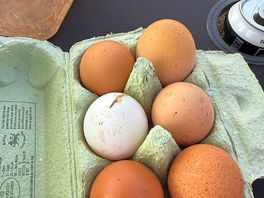 Eggs collected on site.