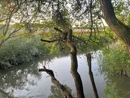View of river from the holt
