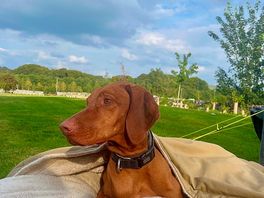 Bob the dog chilling on the camping site