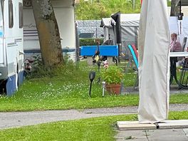 Some of the