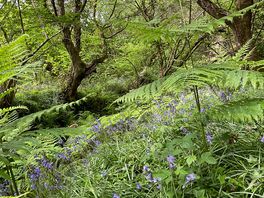 Beautiful woodland walk