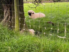 Rams & sheep