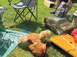 Enjoying the sun with us