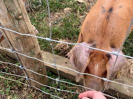 Saying hello