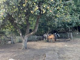 Apple trees, ponies and llamas
