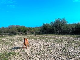 Fenced off area for dogs to run free