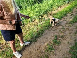 Dog freindly.