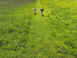Part of the huge dog walking field.