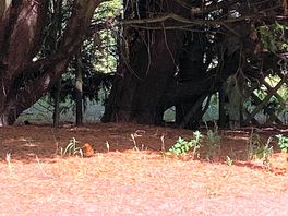 Site