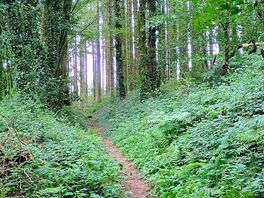 Balade dans les bois