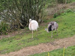 Emu's