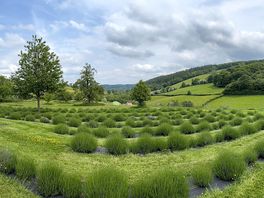 Panoramic of the site